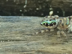 Parnaenus