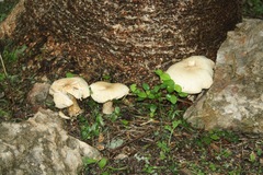 Macrocybe
