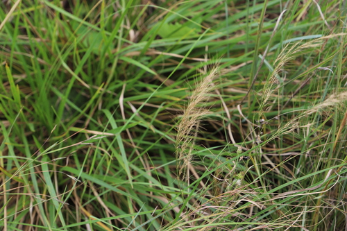 Image of Ngongoni Three-Awn (Aristida junciformis) by (c) Suvarna Parbhoo Mohan, some rights reserved (CC BY-SA)