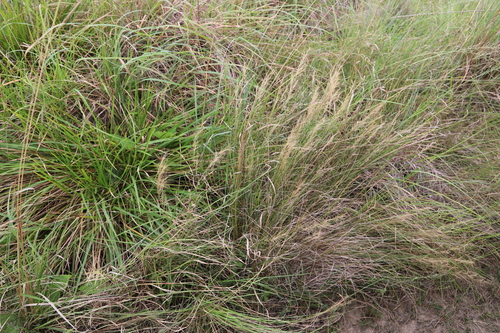Image of Ngongoni Three-Awn (Aristida junciformis) by (c) Suvarna Parbhoo Mohan, some rights reserved (CC BY-SA)