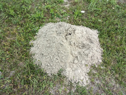 Texas Pocket Gopher