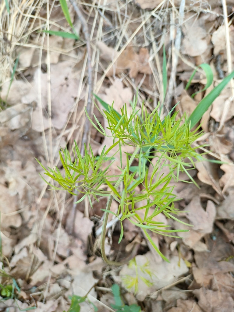 Foto de Cenolophium fischeri
