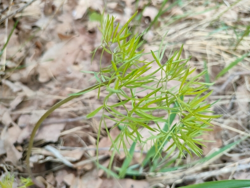 Foto de Cenolophium fischeri