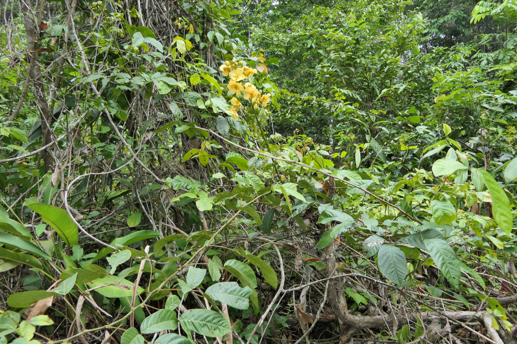 Imagem de Mata-pasto