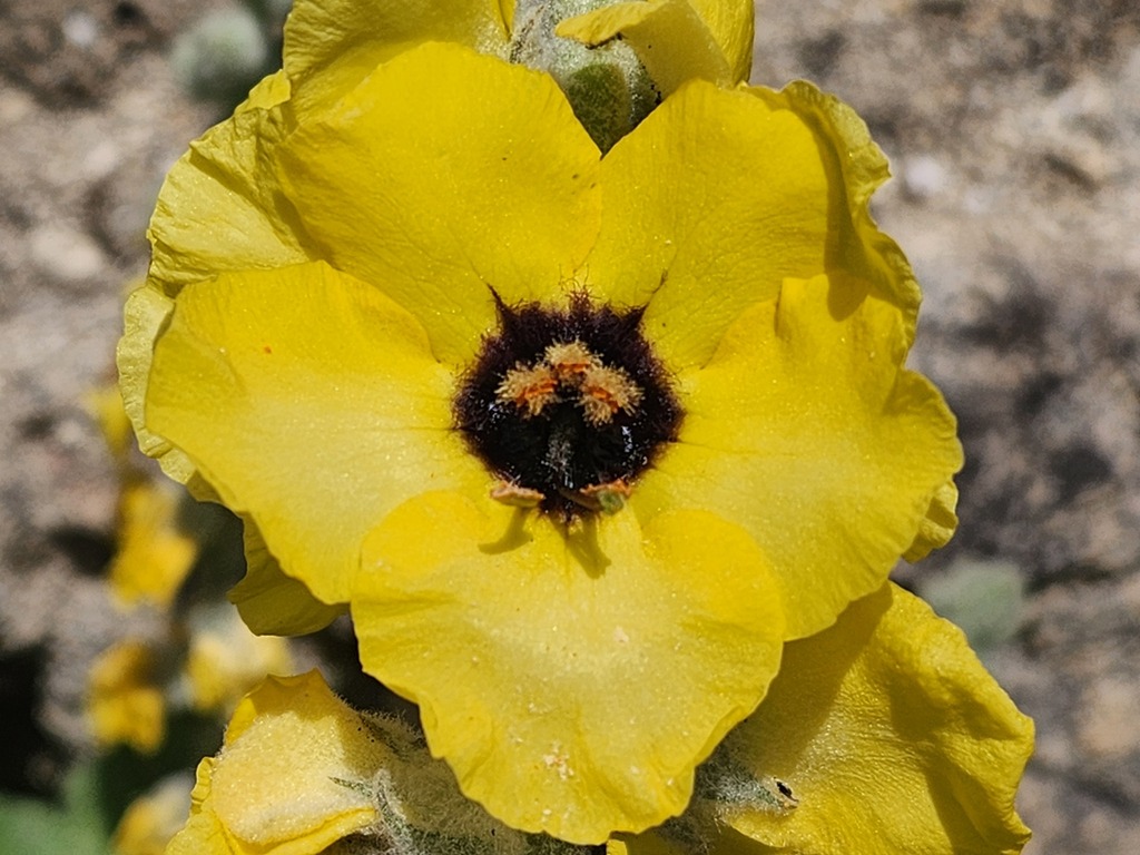 Verbascum formosum