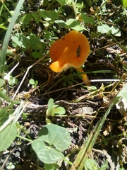 Hygrocybe