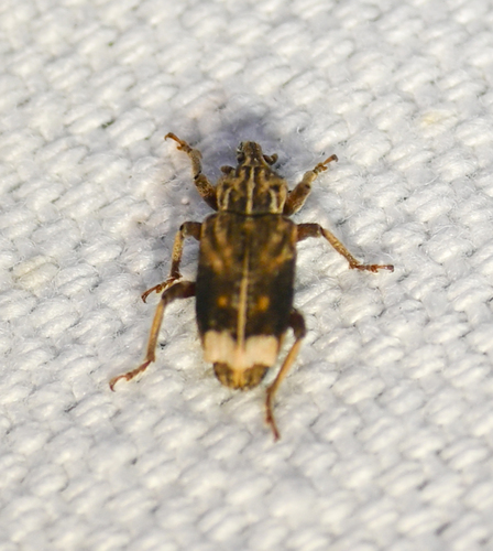 Listroderes apicalis