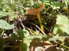 Hygrocybe