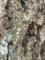 Neocicada hieroglyphica