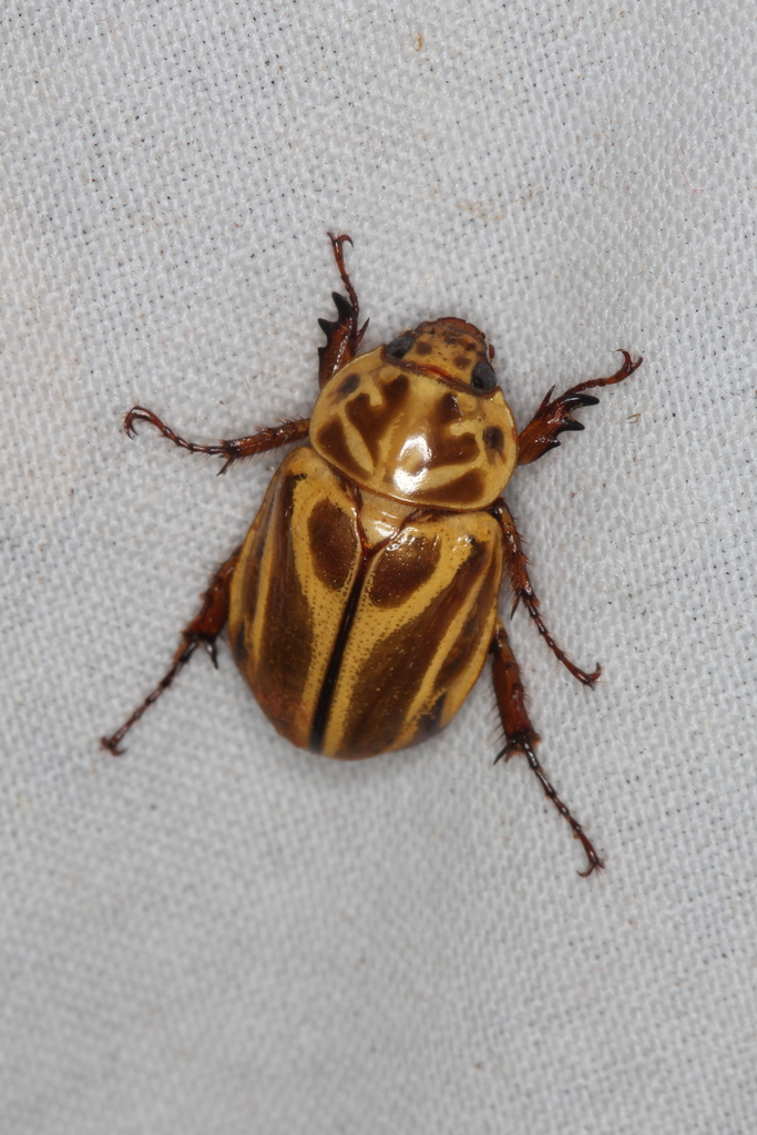 Cyclocephala kahanoffae