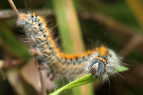 Grass Eggar