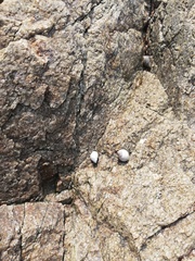 Echinolittorina modesta