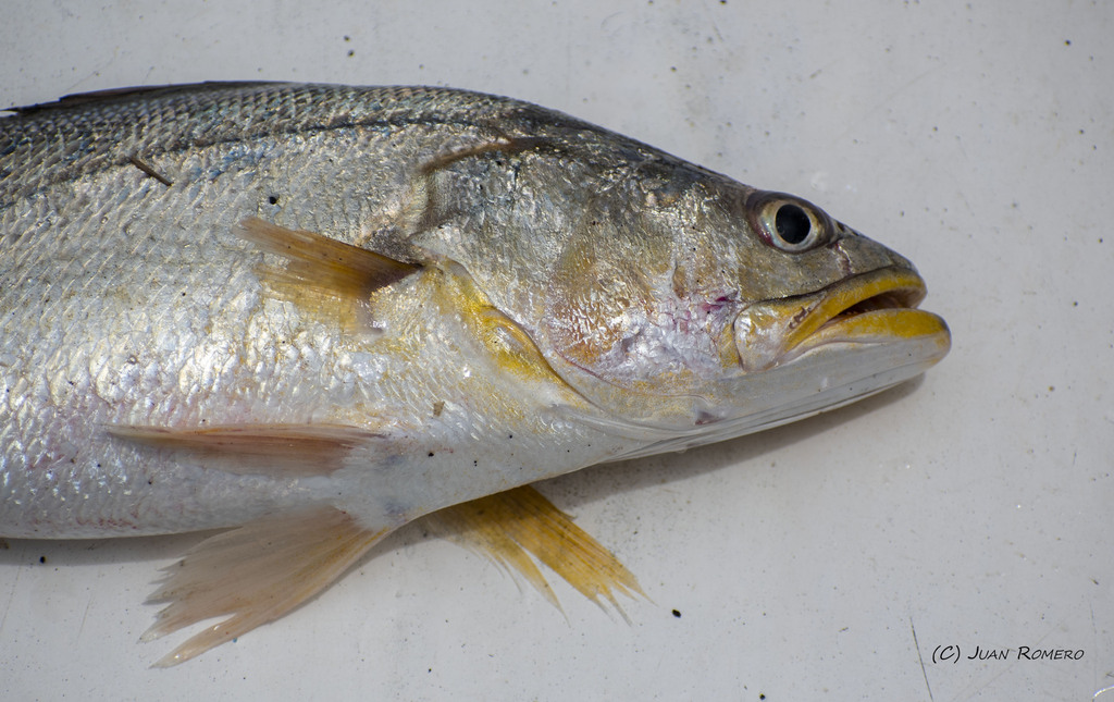 Queen corvina (Cynoscion albus) — Sciaenidae