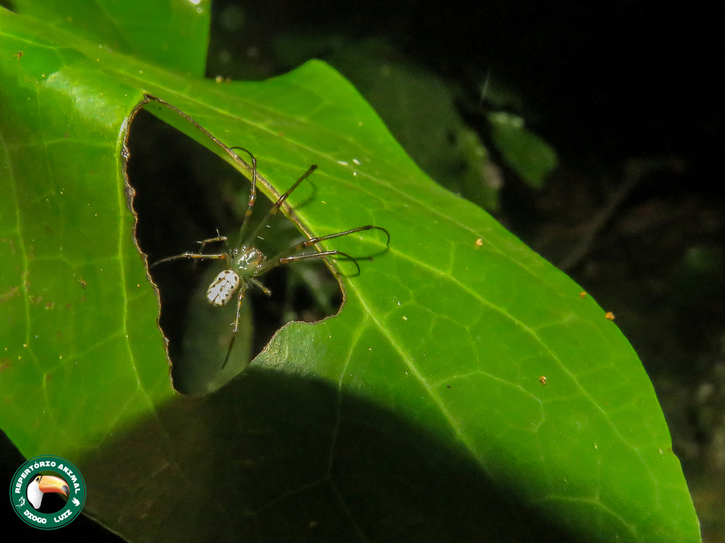 Leucauge turbida