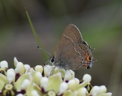 Satyrium favonius