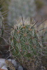 Thelocactus hastifer