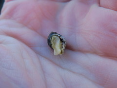 Burnupena pubescens