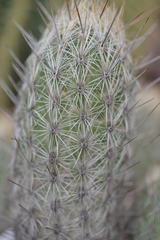 Thelocactus hastifer
