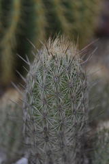 Thelocactus hastifer