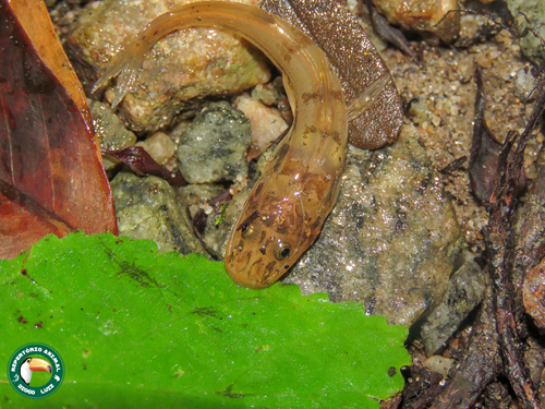 Rhamdioglanis transfasciatus