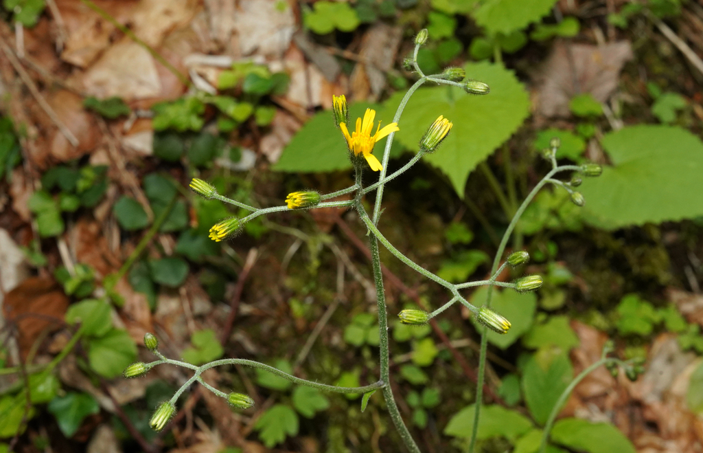Hieracium transylvanicum