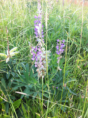 Lupinus polyphyllus pallidipes