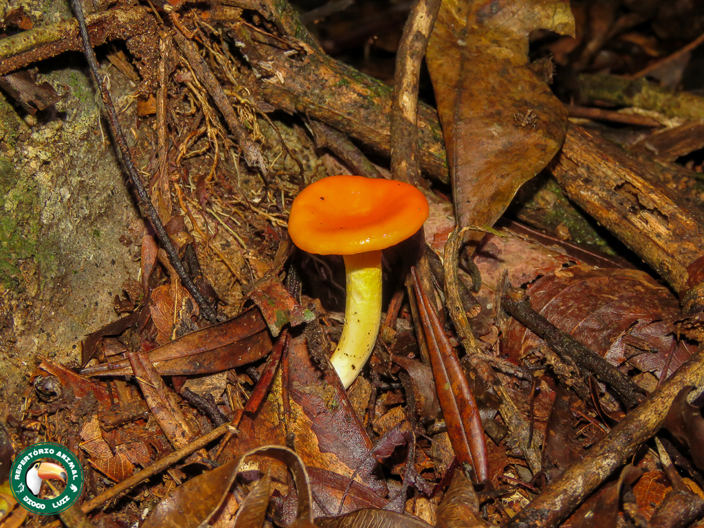 Cantharellus guyanensis · April 2024 · photo: © diogoluiz (iNaturalist, cc-by)