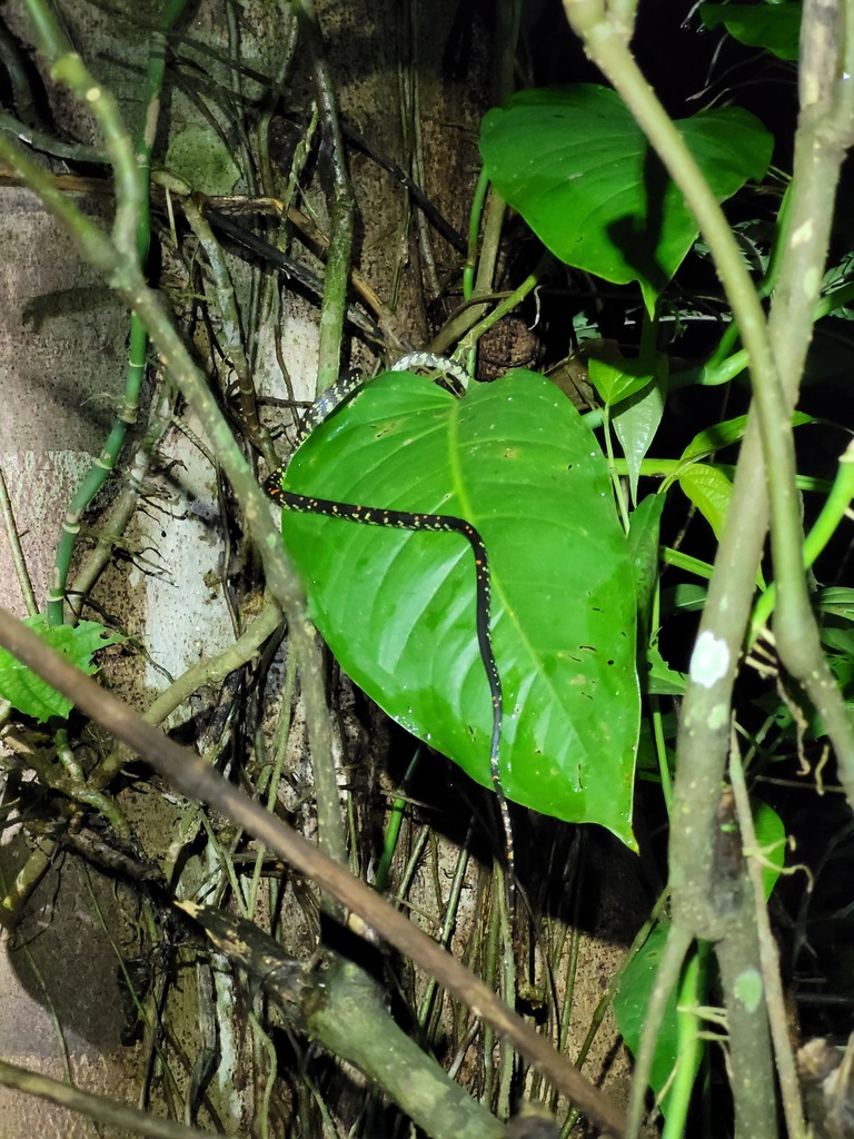 Panama Spotted Night Snake from Remire-Montjoly 97354, Guyane française ...