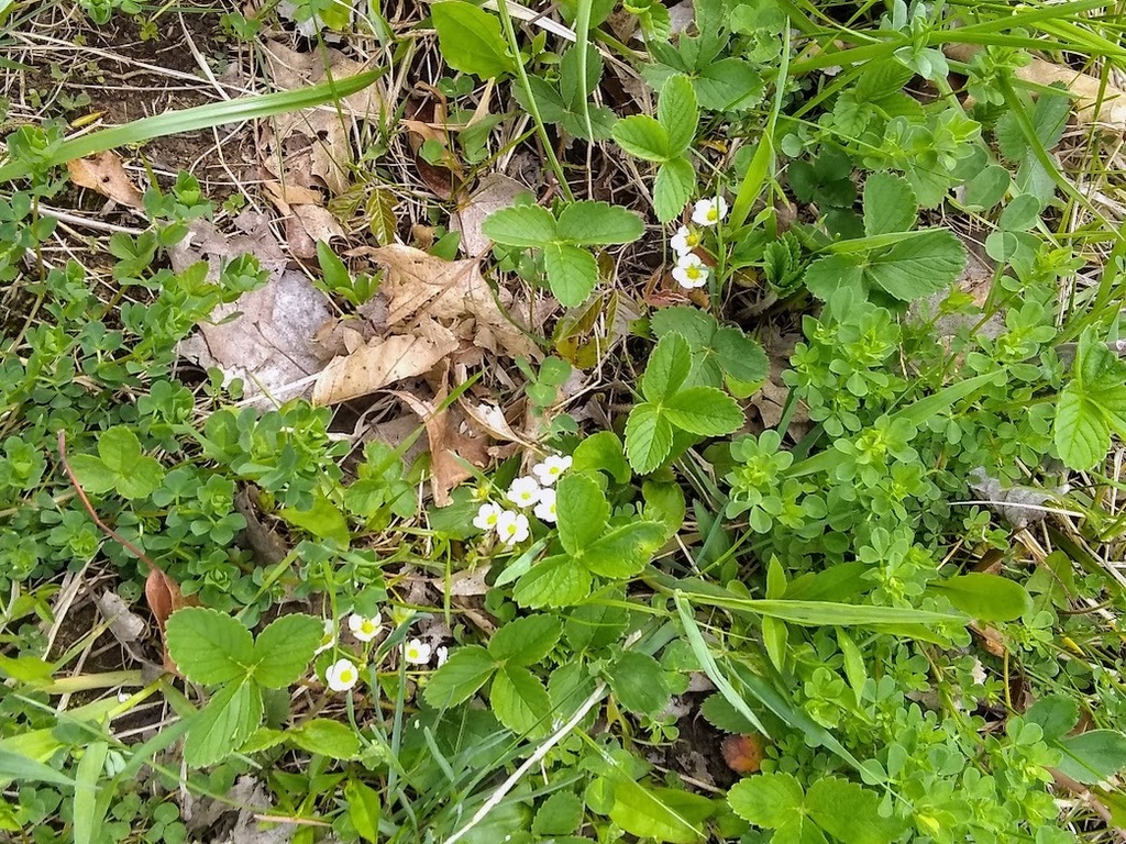 Virginia strawberry from Redbird Farms WMA on April 29, 2024 at 04:02 ...