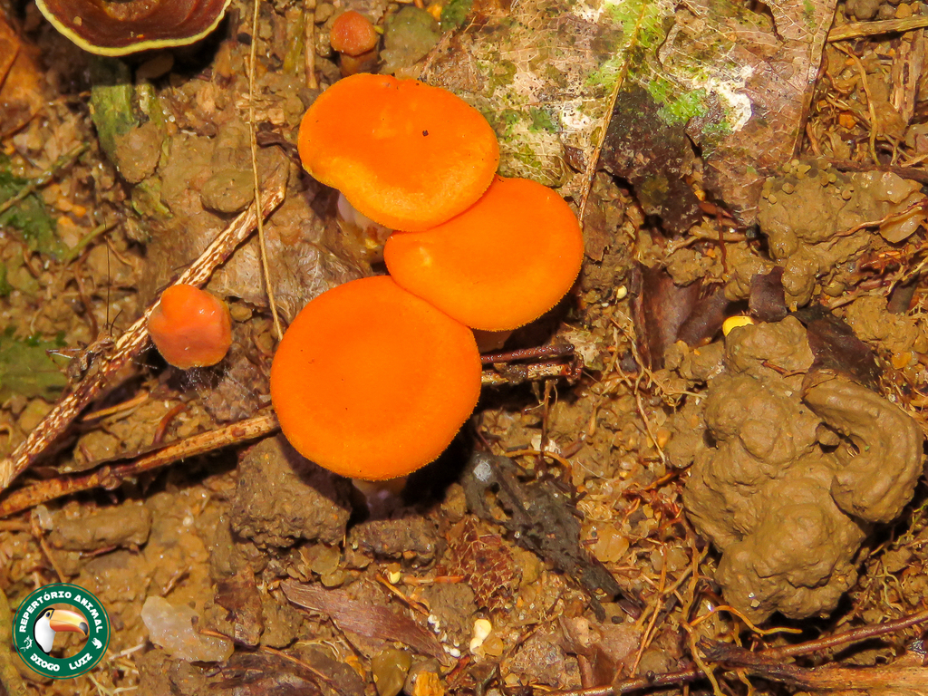 Cantharellus guyanensis · April 2024 · photo: © diogoluiz (iNaturalist, cc-by)