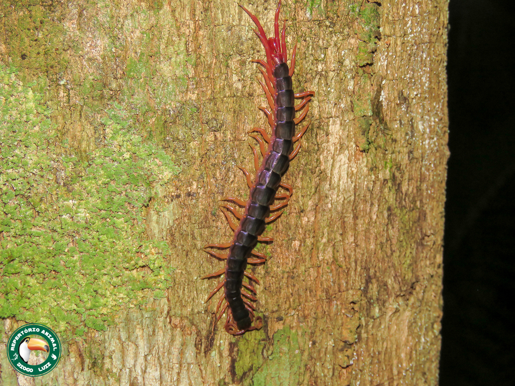 Otostigmus scabricauda