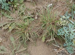 Agrostis blasdalei