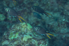 Chromis xanthura