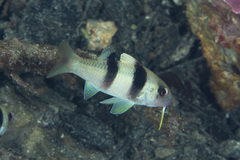Parupeneus crassilabris