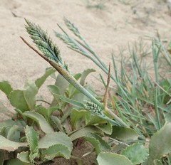 Poa unilateralis