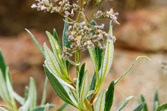 Eriodictyon trichocalyx lanatum