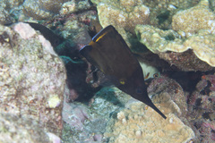 Forcipiger longirostris