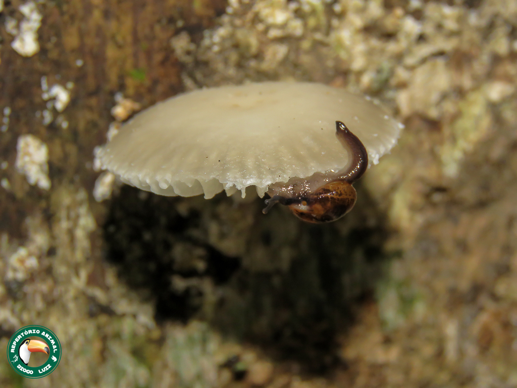 Oudemansiella platensis · April 2024 · photo: © diogoluiz (iNaturalist, cc-by)