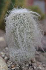 Cephalocereus senilis