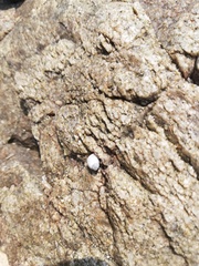 Echinolittorina modesta