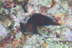 Cirripectes stigmaticus