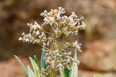 Eriodictyon trichocalyx lanatum