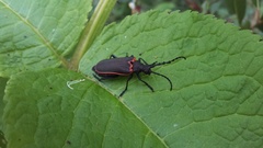 Desmocerus californicus