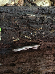 Carphophis amoenus amoenus