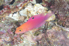 Oblique-Lined Dottyback photo 3