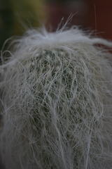 Cephalocereus senilis