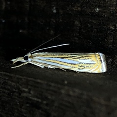 Crambus multilinellus