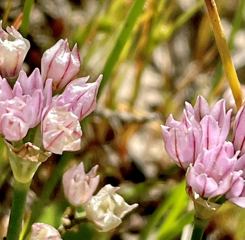 Hickman's onion (Allium hickmanii)