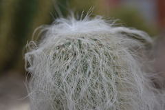 Cephalocereus senilis