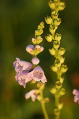 Physostegia intermedia